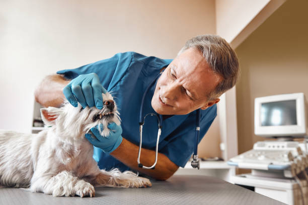 Best Emergency Dentist for Knocked-Out Tooth in New Castle, CO